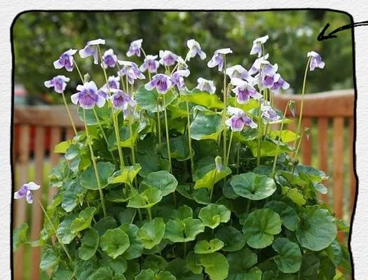 花卉生长缓慢？如何促进快速生长？