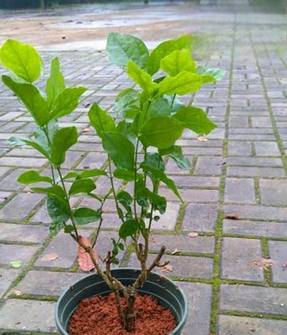 花卉生长缓慢？如何促进快速生长？