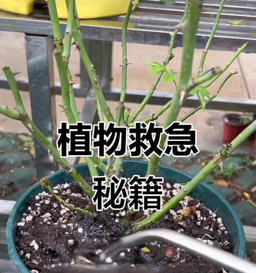 花卉生长缓慢？如何促进快速生长？