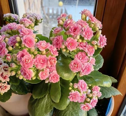 长寿花开花时如何浇水？保持花朵鲜艳的浇水技巧是什么？