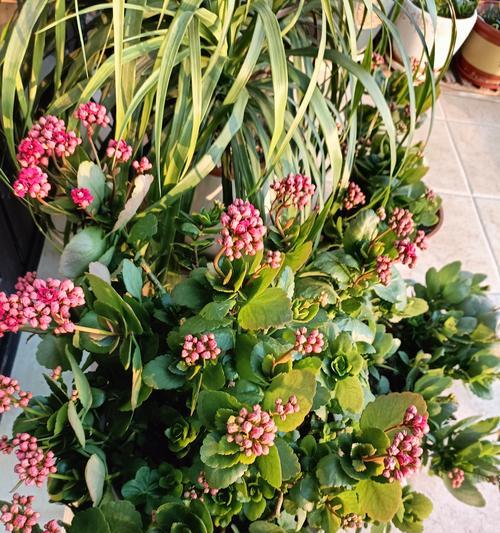 长寿花开花时如何浇水？保持花朵鲜艳的浇水技巧是什么？