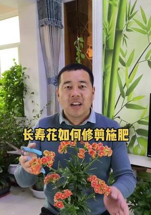 长寿花开花时如何浇水？保持花朵鲜艳的浇水技巧是什么？