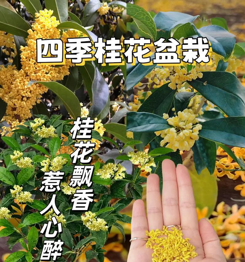 桂花树的木质特性是什么？如何利用桂花树的木质特性？