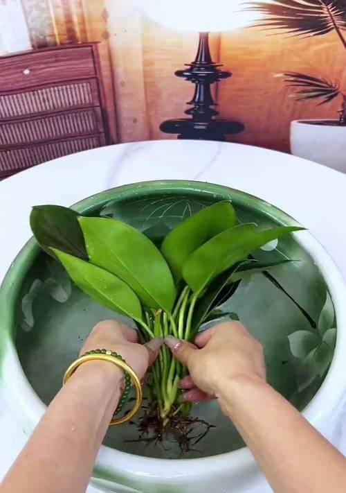 室内绿植什么时候浇水？如何正确浇水？