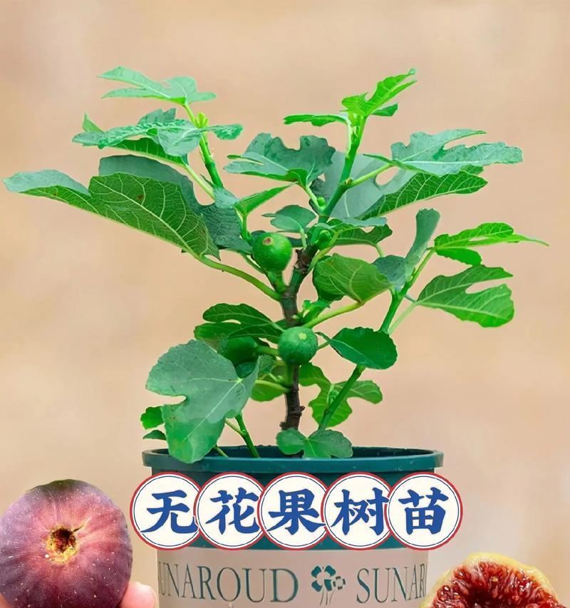 无土栽培的花卉哪些？无土栽培花卉的优势和方法是什么？