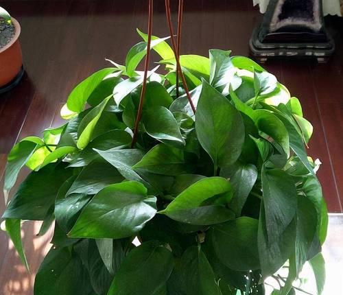 绿萝是什么科的植物？绿萝的科属分类是什么？