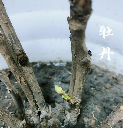 牡丹什么时候扦插？牡丹扦插的最佳时间和方法是什么？
