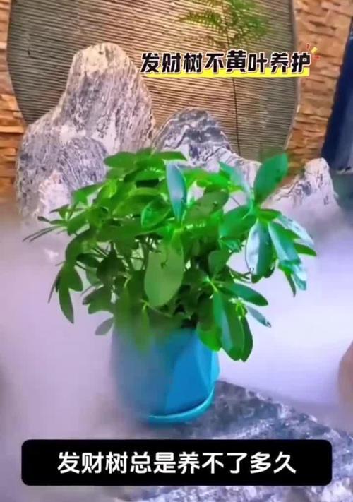 发财树出现黄叶怎么办？拯救发财树的正确步骤？