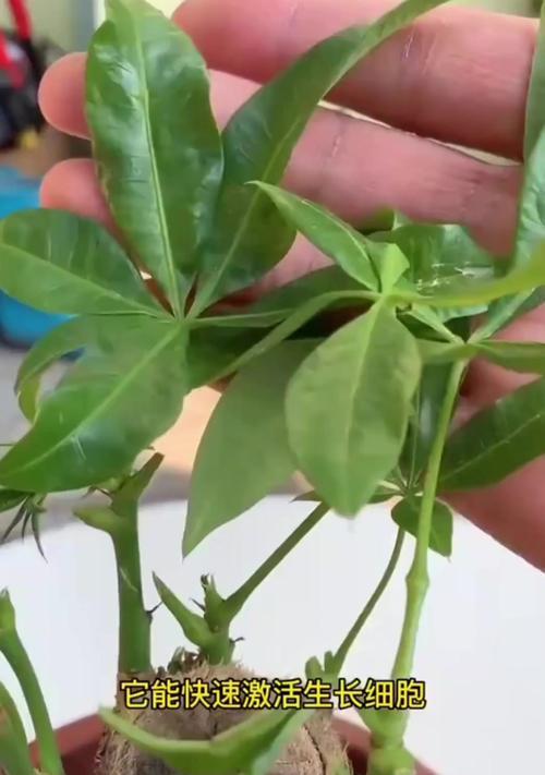 发财树出现黄叶怎么办？拯救发财树的正确步骤？