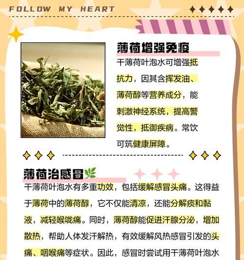 薄荷叶子枯萎了怎么办？原因及解决办法？