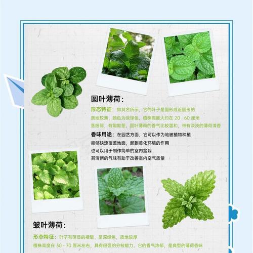 薄荷叶子枯萎了怎么办？原因及解决办法？