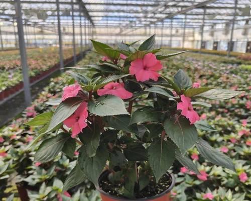 五星花的养殖要点和常见问题解答？