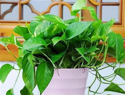 大棚种植绿萝的技巧有哪些？