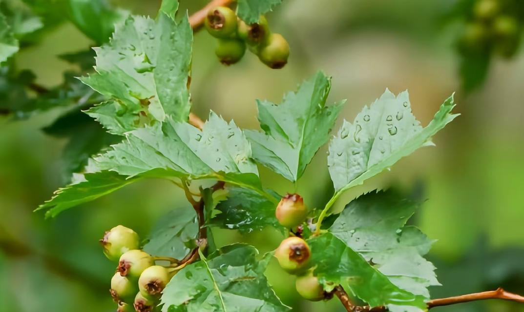 蔷薇科有哪些植物？蔷薇科植物的分类是什么？