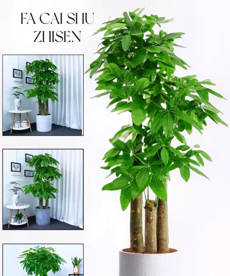 客厅环境适宜种植哪些植物？