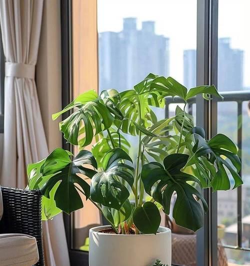 客厅环境适宜种植哪些植物？