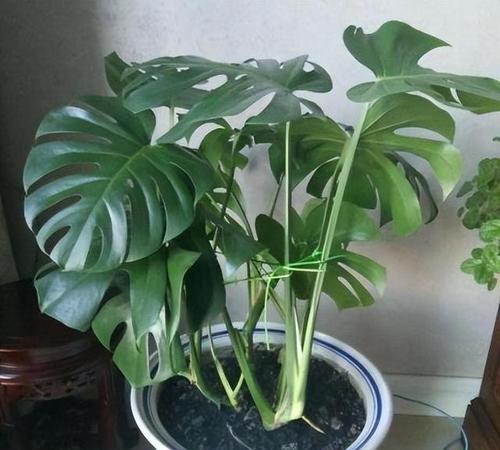 客厅环境适宜种植哪些植物？