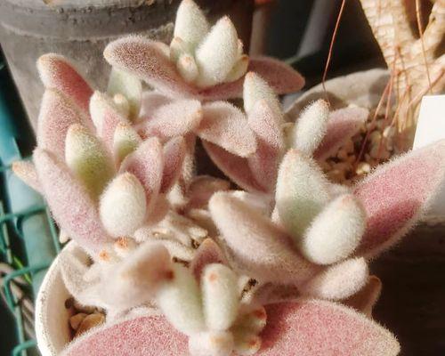 兔耳朵植物怎么养？兔耳朵植物的养殖要点是什么？