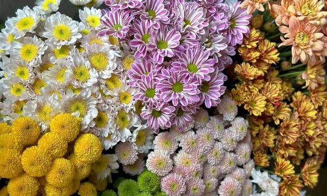 常用鲜花品种有哪些？如何挑选最佳鲜花品种？