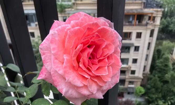 常用鲜花品种有哪些？如何挑选最佳鲜花品种？