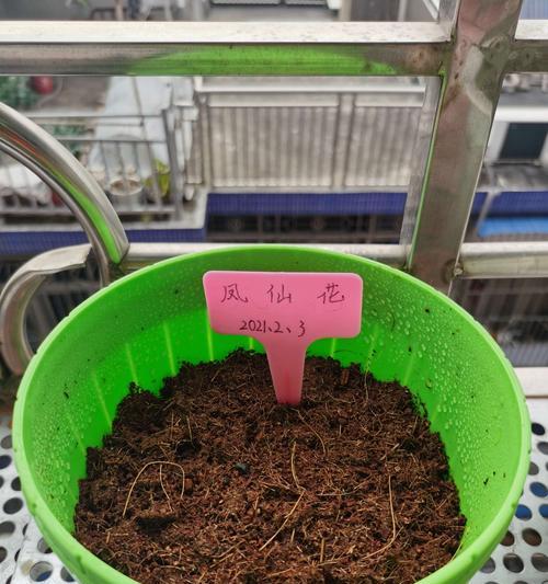 凤仙花种植的步骤和注意事项有哪些？