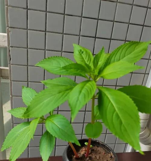 凤仙花种植的步骤和注意事项有哪些？