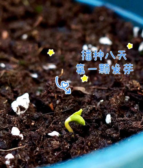 凤仙花种植的步骤和注意事项有哪些？