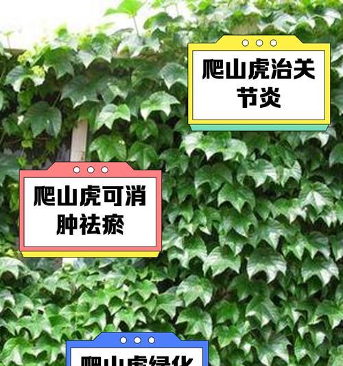 室内种植爬山虎的正确方式是什么？