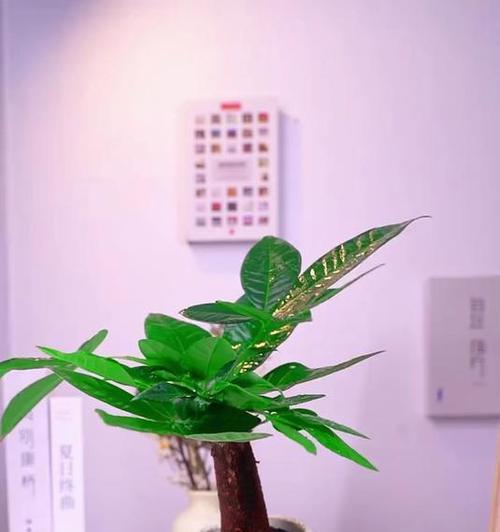 发财树配盆技巧有哪些？