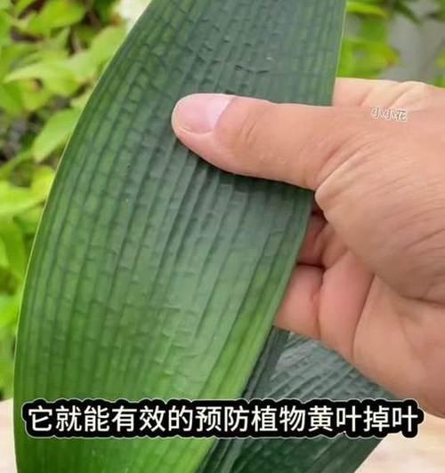 盆栽掉叶子是什么原因？