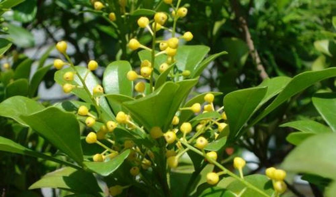 香蕉皮如何制作成花肥？