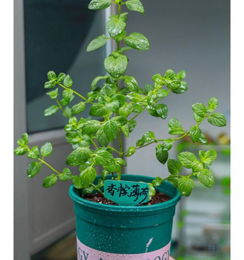 薄荷盆景的养护技巧和常见问题解答？