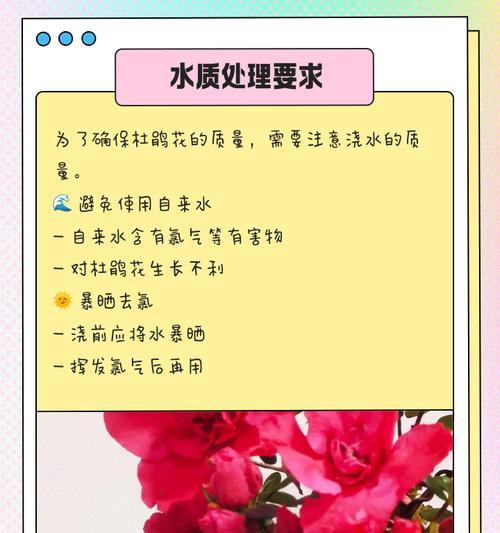 迎春花的浇水技巧是什么？
