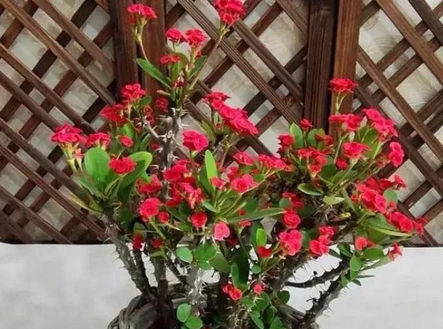 虎刺梅花的养殖方法和注意事项是什么？