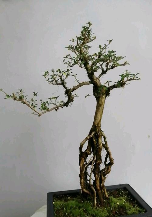 六月雪盆景提根的方法是什么？提根后如何养护？