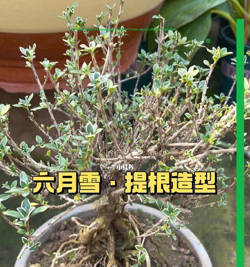 六月雪盆景提根的方法是什么？提根后如何养护？