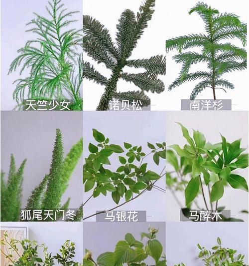 植物品种的分类依据是什么？如何科学分类植物品种？
