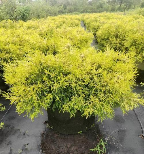 植物品种的分类依据是什么？如何科学分类植物品种？