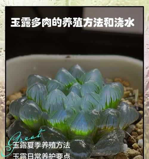 原始玉露品种有哪些特点？如何挑选最佳的原始玉露？