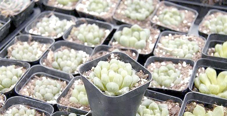原始玉露品种有哪些特点？如何挑选最佳的原始玉露？