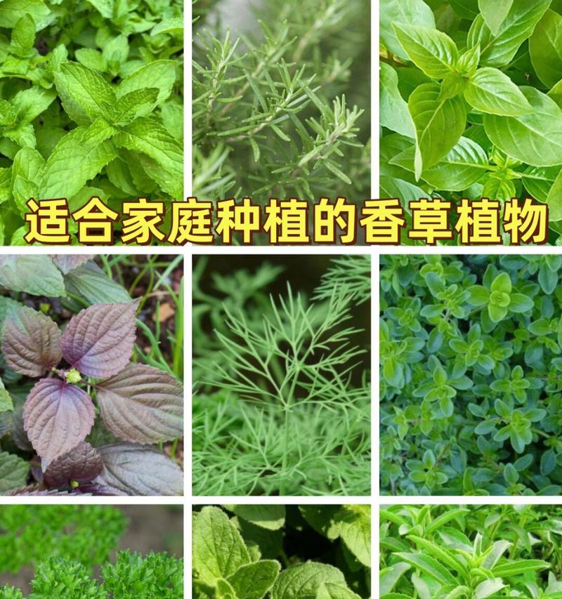 薄荷有多少种品种？如何挑选适合种植的薄荷？