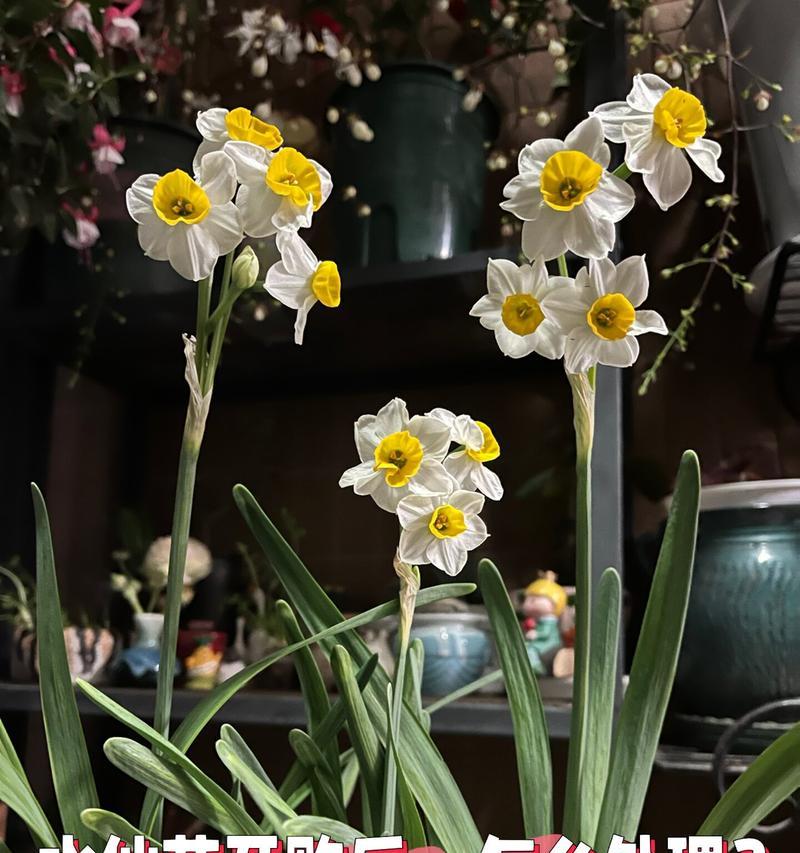 水仙花开花后应该怎样处理？
