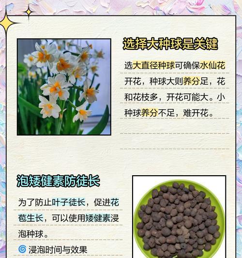 水仙花开花后应该怎样处理？