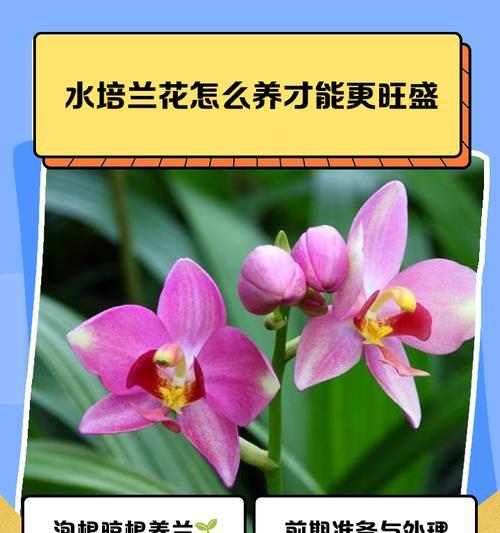 兰花的养殖方法有哪些？如何让兰花长期保持健康？
