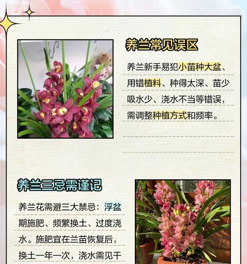 兰花的养殖方法有哪些？如何让兰花长期保持健康？