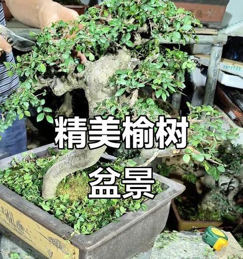 榆树树桩挖掘的最佳时机和方法？
