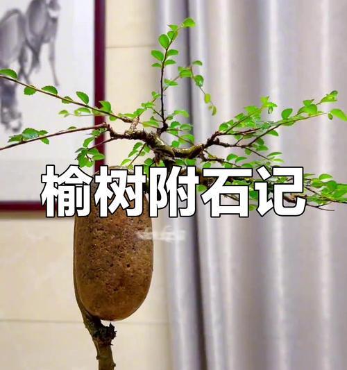 榆树树桩挖掘的最佳时机和方法？