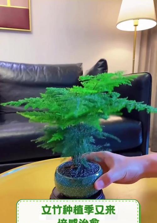 文竹的栽种技巧有哪些？如何进行日常管理？