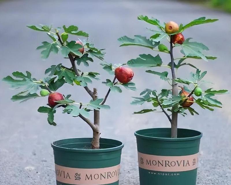 文竹的栽种技巧有哪些？如何进行日常管理？