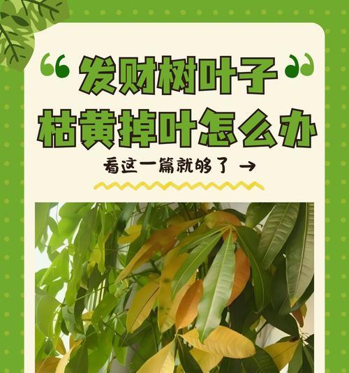 发财树叶子干燥的原因及解决办法？